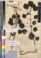 Image result for Pilea rivularis