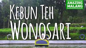 Daerah lawang, malang bisa menjadi salah satu pilihan tempat untuk berwisata dan menghabiskan waktu di tahun baru 2021 bersama orang tersayang, nih. Kebun Teh Wonosari Kab Malang Jawa Timur Amazing Malang