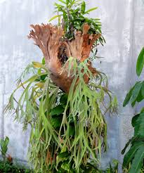 Image result for parožnatka Platycerium