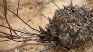 Image result for Lepidagathis lanatoglabra