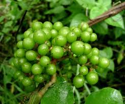 Image result for Ampelocissus