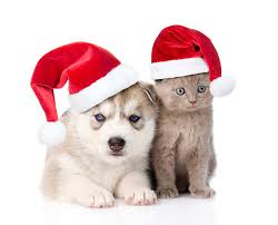 These animated pictures were created using the blingee free online photo editor. Christmas Pupies And Kittens Wallpapers Wallpaper Cave