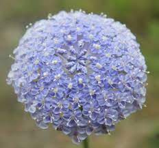 Foragefor News Blue Lace Flower Flower Seeds Cheap Flowers Home Garden Plants