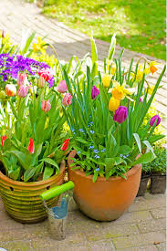 In cool regions, bulbs should be planted during autumn in march and april, but in warmer areas planting can be delayed until may, when the soil temperature has dropped. How To Plant A Patio Pot With Bulbs Jimsmowing Com Au