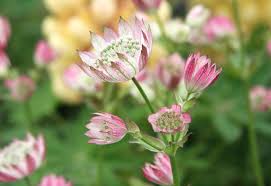 Image result for Astrantia majon `Abbey Road`