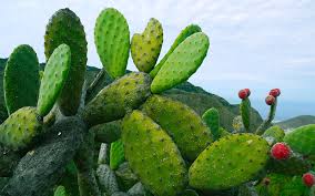 While most prickly pears sold at supermarkets or grocery stores had their sharp spikes. Prickly Pear Cactus Juice Used To Make Biodegradable Plastic Bags