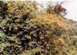 Image result for Combretum celastroides
