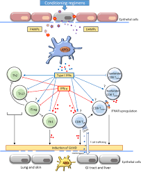 Motorsportklubben nmk notodden ble tildelt inkluderingsprisen på. Frontiers The Effects Of Interferons On Allogeneic T Cell Response In Gvhd The Multifaced Biology And Epigenetic Regulations Immunology