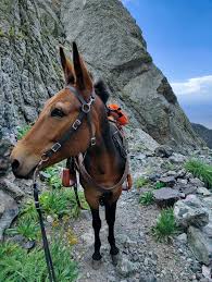 Malnar Injury Law Rebrands as StubbornAttorney.com