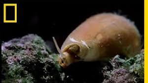 A few varieties of cone snails eat fish, and these are the most harmful to humans. Poison In A Cone National Geographic Youtube