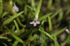 Image result for Pentas micrantha