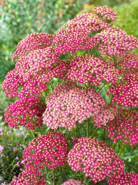 Yarrow - Rainbow Lightning Pink