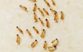 It is a sweet syrupy type liquid in which the active ingredient is borax which is deadly to insects. Pharaoh Ants A Guide To Dallas North Tx Ant Control