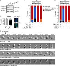 Our optical flame detectors combine sophisticated algorithms with detection technologies such as ultraviolet (uv), infrared (ir), uvir, dual ir and multispectrum ir, to boost detection while minimizing false alarms. Plk1 Plays Dual Roles In Centralspindlin Regulation During Cytokinesis Abstract Europe Pmc