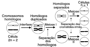 Resultado de imagem para meiose