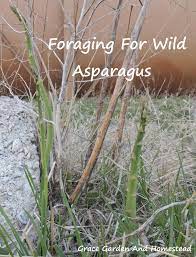 Foraging For Wild Asparagus Wild Foraging Asparagus Foraging