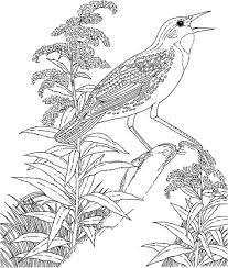 The original format for whitepages was a p. State Bird Coloring Pages Coloring Pages Pictures Imagixs Bird Coloring Pages Flag Coloring Pages Coloring Pages