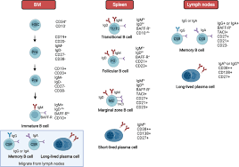 Image result for B-Lymphocyte