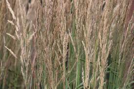 Image result for Agrostis taylorii