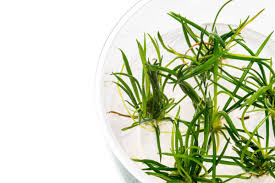 Image result for Leptochloa uniflora