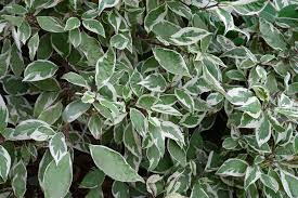 Image result for Euonymus fortunei