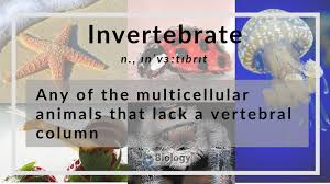 Search on info.com for animals with no backbones. Invertebrate Definition And Examples Biology Online Dictionary
