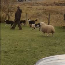 And Over In The Far Field Nigel We Have The Extraordinary Sheep Bo Peep Gently Herding Her Flock Of What Kind Of Dog Border Collie Funny Photoshop Pictures