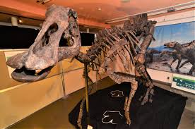 味・旅・遊】恐竜全身骨格「むかわ竜」に興奮 国内屈指の化石王国・北海道 - 産経ニュース