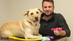 It is caused by the changing light patterns and temperatures during different seasons of the year, and is seen more often in spring or autumn. Molly A Four Year Old Female Boxer Who Had Bald Patches Along Both Sides Of Her Back Pete The Vet