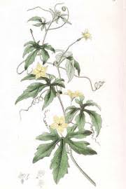 Image result for Cucumis prophetarum