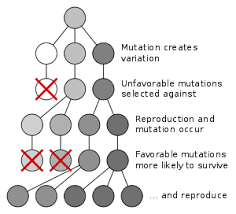 Evolution Wikipedia