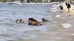 Lake tahoe is the largest alpine lake in north america, and at 122,160,280 acre⋅ft (150.7 km3) it trails only the five great lakes as the largest by volume in . Family Of Bears Cools Off Next To Crowd Of People At South Lake Tahoe Beach Abc7 San Francisco