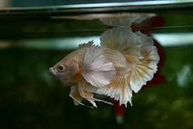 Jika anda sedang beternak ikan cupang hias, maka udang adalah salah satu pakan terbaik burayak cupang aduan umur 1bulan, burayak cupang lama besar, burayak cupang lokal lambat. 140 Ide Gold Terbaik Ikan Cupang Ikan Ikan Akuarium