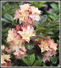 Rhododendron Cannon S Double Flowering Bushes Shrubs Plants