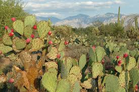 Prickly pear cactus is a plant. What Is A Xerophyte Worldatlas