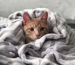 The studies we do have about cbd for pain are all animal studies. Arthritis In Dogs And Cats How To Treat My Lovely Pets