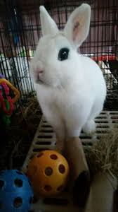 Pet ownership in ireland including; Dwarf Hotot Rabbits White Rabbits Cute Baby Bunnies Pet Rabbit Animals