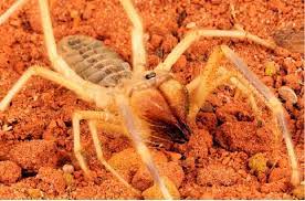 They can be hard to get rid of due to the many hiding places they find in a home. Is Camel Spider Bite Poisonous Do It Yourself Pest Control Free