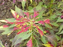 Image result for Amaranthus