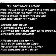 My Yorkshire Terrier 3 Precious Buddy Yorkshire Terrier Yorkie Little Dogs