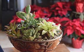 Not all succulent thrive indoors. How To Make An Indoor Succulent Garden Eden Succulents
