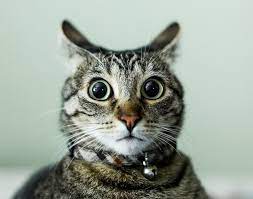 We Call These The Hooty Owl Ears When One Of The Cats Does It We Scream Hooty Owl Ears And The Cat Calms Down For So Cats Crazy Cats Funny Animal Pictures