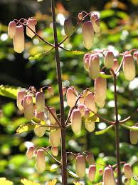 Image result for Xenostegia pinnata