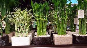 5 Things Not To Do To Your Lucky Bamboo Plant Lucky Bamboo Plants Bamboo Plants Bamboo Plants For Sale