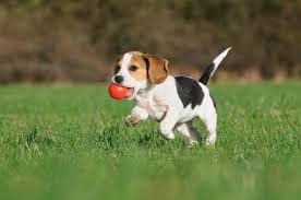 Cao De Pequeno Porte De Origem Mexicana The 10 Dog Breeds That Bark The Most Cute Beagles Dogs Stinky Dog