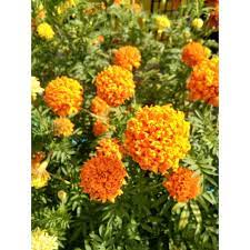 Arti bunga marigold adalah hangat dan dahsyat. Benih Pokok Bunga Marigold Tahi Ayam Shopee Malaysia