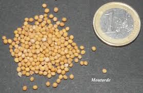 Recette De La Graine De Moutarde A La Moutarde A L Ancienne