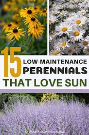 Here are a just a few of the many great varieties we have to offer for sunny spots. Full Sun Perennials 17 Low Maintenance Plants That Thrive In Sun Gardening From House To Home Full Sun Perennials Perennials Low Maintenance Low Maintenance Plants