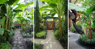 Jenis hama dan penyakit yang menyerang tanaman pisang. Inspirasi Dekor Laman Menggunakan Pokok Pisang Impiana