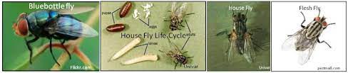 They are small, delicate black flies that are weak flyers and often collect at windows. The Larger Flies What You Can Should Do Dodson Pest Control